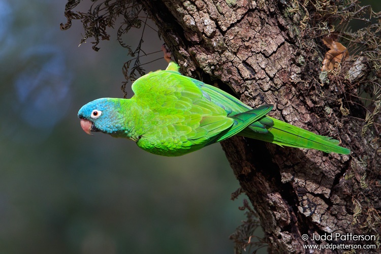 Blue-crowned Parakeet, Topeekeegee Yugnee Park, Florida, United States